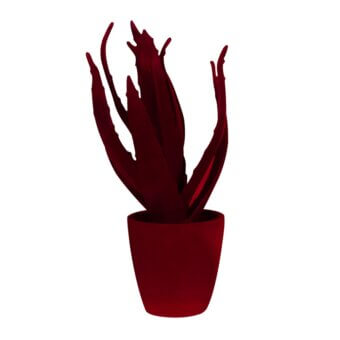 Burgundy aloe plant in cylindrical pot, fleshy textured leaves curve upwards, minimalist monochromatic composition against white backdrop.