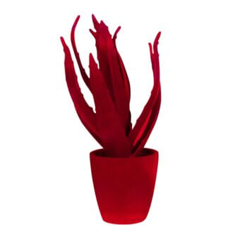 Aloe plant in red pot, elongated leaves curve upwards, textured surface, matte ceramic, centered on white background, even lighting.