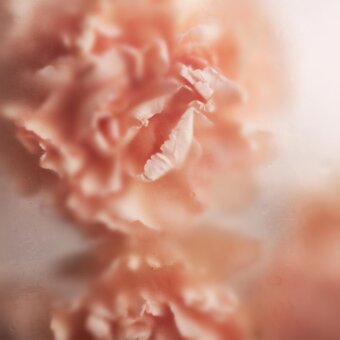 Distinguished Adriani e Rossi Pink Roses wallpaper with blurred floral design in a muted rose hue and velvety soft-touch finish
