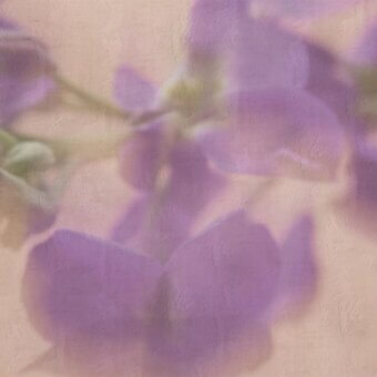 Elegant Adriani e Rossi Violet wallpaper with soft abstract floral motifs in muted violet tones and customizable fiberglass finish