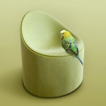Distinctive Serralunga Bay Lounge chair in pastel green LLDPE with tactile Moleskin finish embodies Italian design excellence