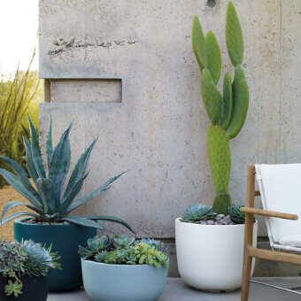 Cup Planter