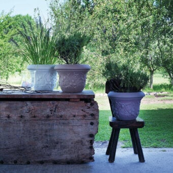 Uva Spina Planter
