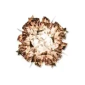 Mirrored wall sconce with bronze finish, radial arrangement of triangular fragments, illuminated center, etched “veli cooper m” text.