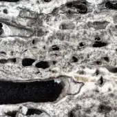 Tainted caeser touch marble texture displays swirling white and gray bands with black inclusions, layered structure, and matte finish.
