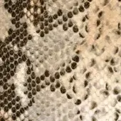 Snake skin texture displaying beige, tan, and dark brown scales with circular markings and fine linear creases for a granular, matte finish.