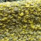 Dried plant texture, muted yellow-green and olive tones, overlapping organic pattern with faint “formitalia > caraibi” inscription.