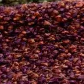 Dried flower petals texture displaying purple to burnt orange gradient, irregular shapes, and diffused lighting with a rough surface.