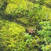 Aquatic plants with green foliage form a dense, layered composition, accented by small pink flowers and water reflections under soft lighting.