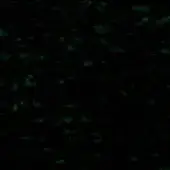 Dark green mottled texture with integrated light green text reading "swan > fabric (h) > h 635", displaying an irregular, organic pattern.