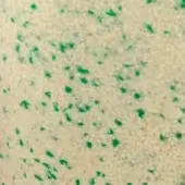 Creamy off-white textured surface with irregular vibrant green spots, displaying a granular, speckled pattern resembling natural stone.