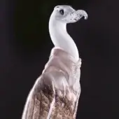 Glass condor sculpture, clear and pink, hand-blown with detailed features, translucent body, and mottled wings against a dark backdrop.