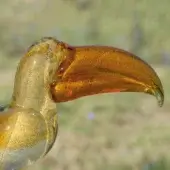 Glass toucan sculpture, pale yellow body, amber beak with swirling patterns, stylized form, blurred green foliage background.