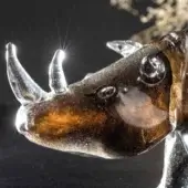 Glass rhino sculpture, amber-brown with swirling patterns, detailed head and horns on a dark reflective surface.
