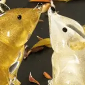 Glass mouse figurines, amber & gold and white & gold, with elongated snouts and textured glass, displayed on a dark leaf-scattered surface.