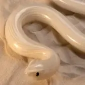 Glass snake sculpture, white translucent material, sinuous S-shape with black bead eye on light-brown sand, studio lighting.