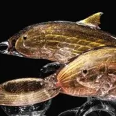 Glass caviar holder featuring three amber and gold fish sculptures with striations, supported by clear glass bases.