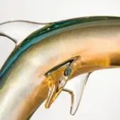 Glass dolphin sculpture, gold to teal gradient, curved body with detailed head and fins, translucent textured finish, studio lighting.