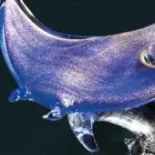 Resin manta ray sculpture, translucent blue with gold flecks, detailed wings and diamond body, circular eye, transparent underside, studio lighting.