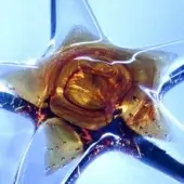 Glass sculpture, transparent with amber core, featuring five pointed arms and swirling internal textures, accented with reddish-brown edges.