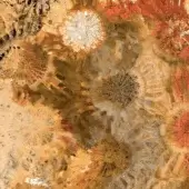 Abstract resin texture displaying swirling ochre, burnt orange, and brown tones with circular motifs and a mottled, iridescent surface.