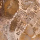 Petrified wood cross-section displaying concentric rings, earthy browns, tans, and beige mineral deposits with dark inclusions and a “Canyon” inscription.