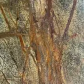 Organic texture pattern in forest green, ochre, and burgundy tones with branching lines and uneven, granular surface detail.