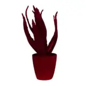 Burgundy aloe plant in cylindrical pot, fleshy textured leaves curve upwards, minimalist monochromatic composition against white backdrop.
