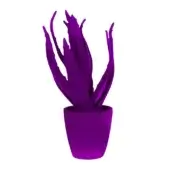 Purple aloe plant in translucent plastic pot, upright fleshy leaves radiate from center, white background, simple sans-serif label below.