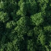 Green textured surface displaying a dense, organic pattern of rounded elements resembling moss or lichen, with even studio lighting.