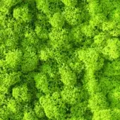 Lime green lichen texture with irregular, rounded clumps and branching structures, creating a dense, organic pattern and matte finish.