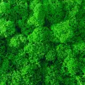 Emerald green lichen texture with rounded, branching structures and varying densities, set against a dark solid background.