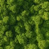 Lichen texture, moss green shades, irregular branching pattern, close-up view, organic formations, diffused lighting, natural surface detail.