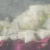 Flowers - Ilaria