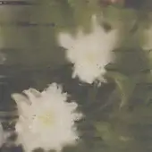 Flowers - Clear