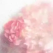 Flowers - Greta