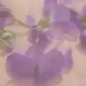 Flowers - Violet
