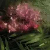 Flowers - Jasmine