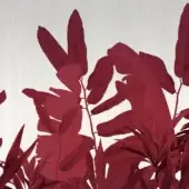 Art Design - Tropicana Trend