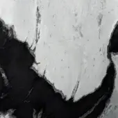 Dalmata