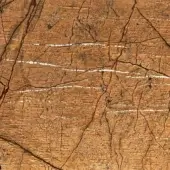 Rain Forest Texture Linfa