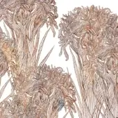 Lilly - WDLI2501