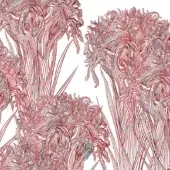 Lilly - WDLI2502