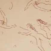 Danae - WDDA2502