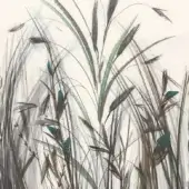 Arundo - WET_AD2502