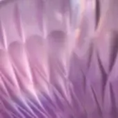 Satin Lilac