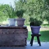 Uva Spina Planter