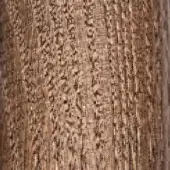 Moroso Ash Wood Brushed Nut Brown Ash