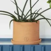 Vavava' Planter