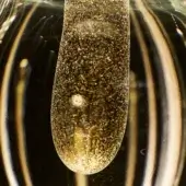 Paolo Castelli Glass Murano glass with 24KT golden leaf powder